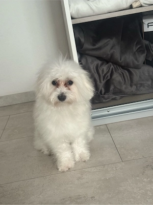 maltesser 