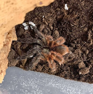 Suche: Psalmopoeus victori