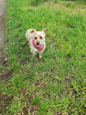 Jessie 3 Jahre in Deutschland 