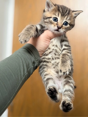 bkh mix kitten 