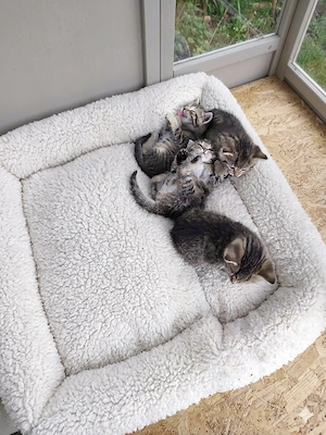 Liebevolle, stubenreine Kitten   bereit für ein neues Zuhause!