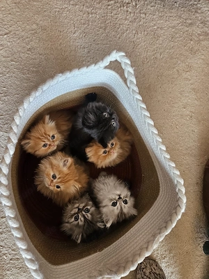 Süße Perser Kitten suchen liebevolles Zuhause 
