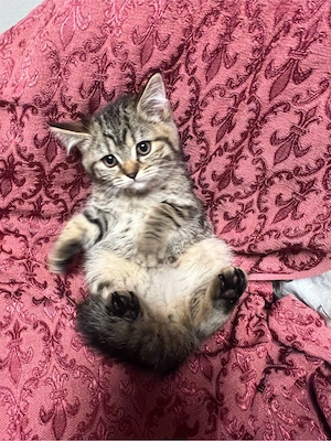 Katze BKH 