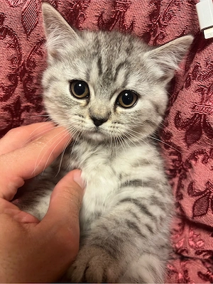 BKH Katzen