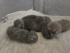 bkh kitten 