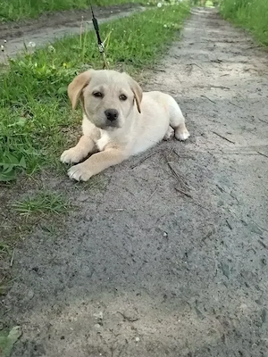 Labrador Welpen 