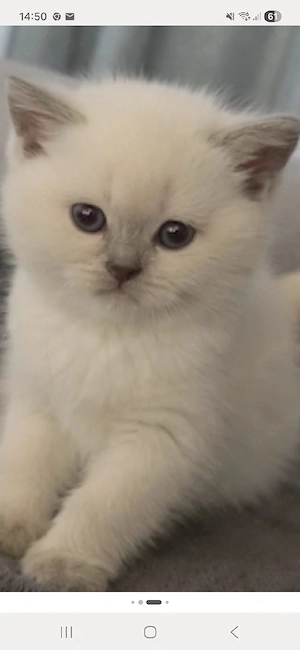 BKH Kitten Abgabebereit