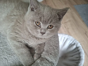 Süße Kitten verspielt