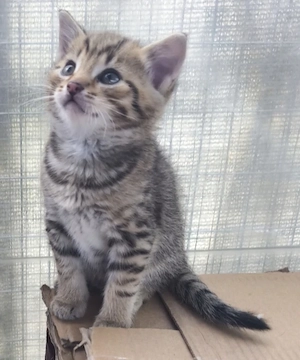 Liebevolle, stubenreine Kitten   bereit für ein neues Zuhause!