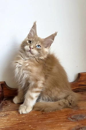 Ein wunderschönes, drei Monate altes Maine-Coon-Kätzchen sucht ein liebevolles Zuhause für immer.   