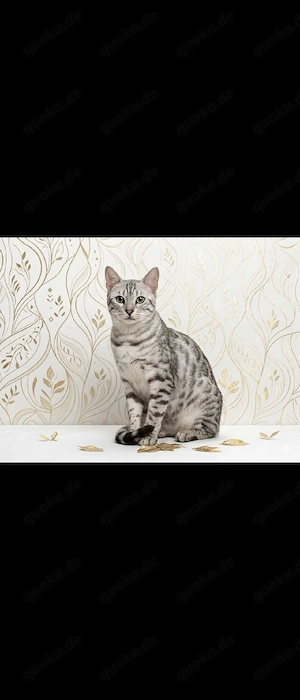 Bengal Katze und Tochter (Kitten)