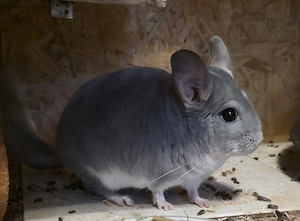 Blue Diamond Chinchilla Böckchen 