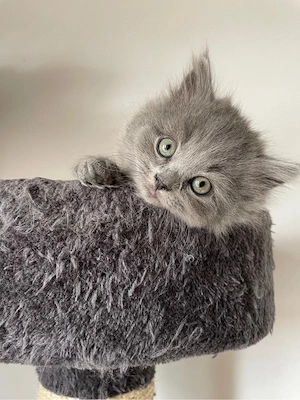 Britisch Langhaar-Nebelung Kitten