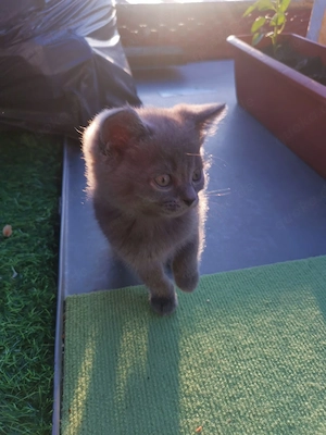 Bkh kleine 3 kater