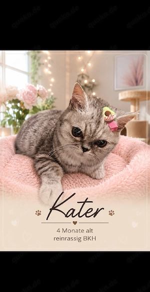 5 BKH Reinrassige KITTEN 