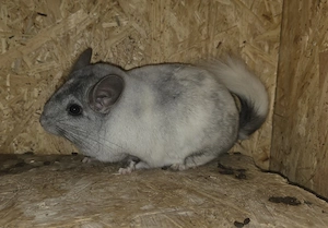 Schecken Chinchilla Böckchen zur Abgabe