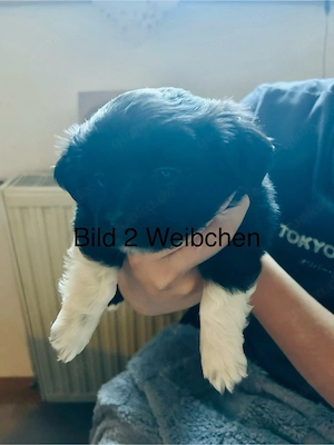 Border Collie Jack Russell mix welpen Bild 3