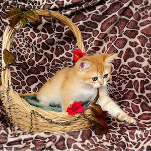 noch 3 bkh golden shaded kitten stammbaum 