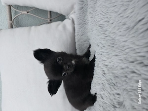 Eine Chihuahua-Hündin 