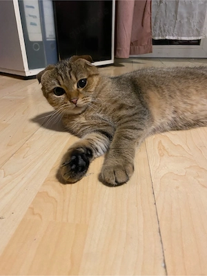 süßer kater sucht einen neuen zuhause