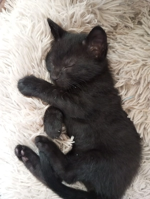 Hauskatzen Babykatzen 
