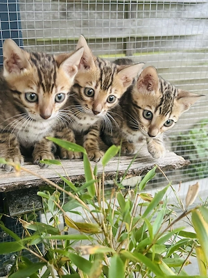 Wunderschöne Bengal Kitten abzugeben   Snow Bengal dabei