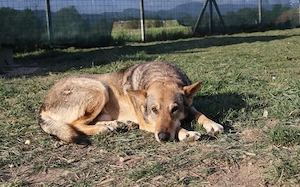 Schäferhund-Mischling Tango			