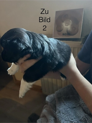 Border Collie Jack Russell mix welpen Bild 4
