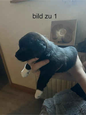 Border Collie Jack Russell mix welpen Bild 6