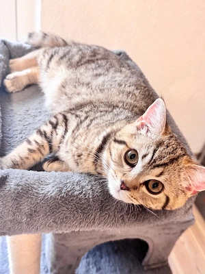 BKH katze getigerte Tabby 