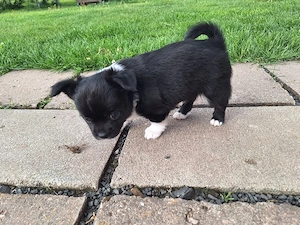 Chihuahua Welpe (Rüde) in schwarz weiß Bild 4
