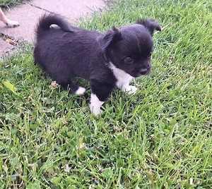 Chihuahua Welpe (Rüde) in schwarz weiß Bild 5