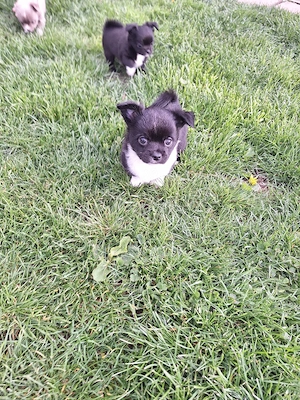 Chihuahua Welpe (Rüde) in schwarz weiß Bild 6