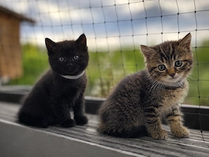 Süße BKH Kitten abzugeben - schwarz & getigert sehr verschmust