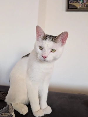 Kater sucht neue Familie