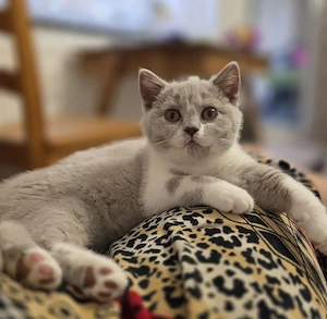 Reinrassige BKH Kitte. mit Stammbaum
