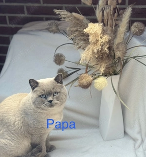BKH Deckkater Diego sehr viel Erfahrung Blue Point