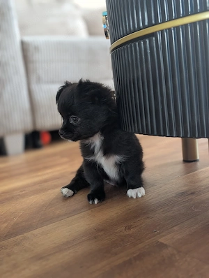 Ein schwarzer Chihuahua mit einer weißen Pfote 