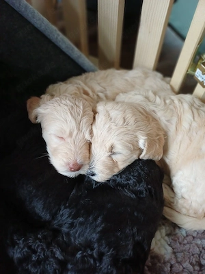 Zuckersüße Goldendoodle Welpen 