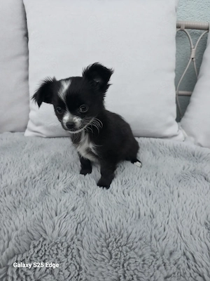 Eine schwarz-weiße Chihuahua-Hündin 