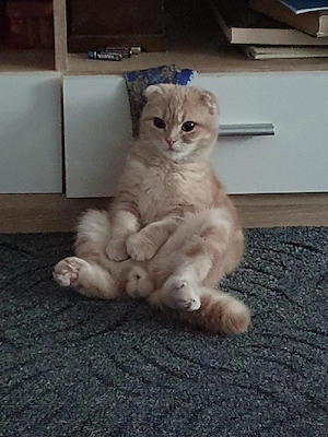 Britisch Kurzhaar Katze zu verkaufen