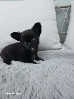 Eine Chihuahua-Hündin 