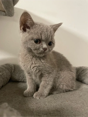   Reinrassige Britisch Kurzhaar Kitten, Abgabe 07.06.