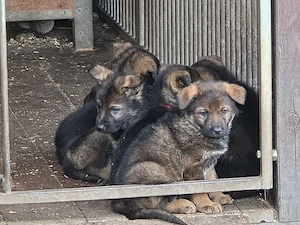 Schäferhund Welpen DDR-Linie