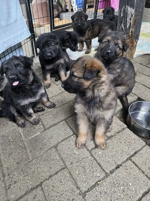 Schäferhund Welpen DDR-Linie Bild 2