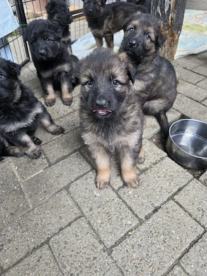 Schäferhund Welpen DDR-Linie