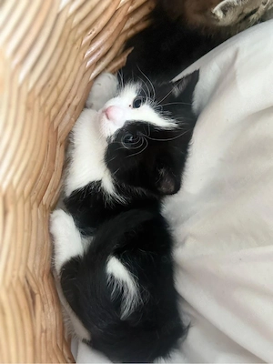     Wunderschöne Kitten abzugeben   verspielt & verschmust
