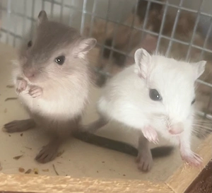 Rennmäuse 