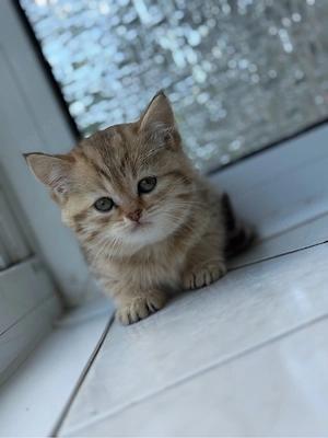 bkh kitten 