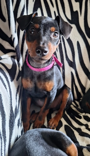 Zwergpinscher Welpen (Reinrassig) suchen ein Libevolles Zuhause 